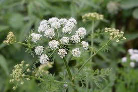 Image result for Oenanthe procumbens