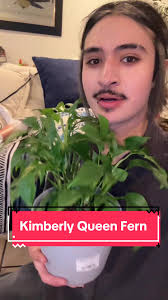 Boston Fern Vs Kimberly Fern