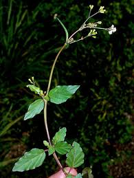 Image result for Boerhavia erecta