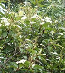 Image result for Hymenodictyon