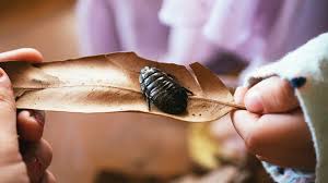 Are bigger roaches a bigger problem? Are Cockroaches Dangerous What To Know