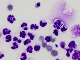 Maybe you would like to learn more about one of these? Https Www Vetsmall Theclinics Com Article S0195 5616 13 00178 2 Pdf