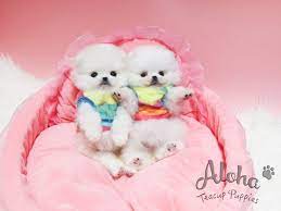 Adorable Mini Pomeranian Babies Https Www Alohateacuppuppies Com Teacuppomeranian T Teacup Puppies Teacup Puppies For Sale Pomeranian For Sale