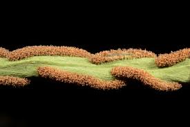 Image result for Loxogramme abyssinica