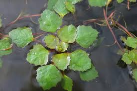 Image result for Trapa natans