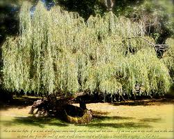 Willow tree └ collectable decorative ornaments & plates └ collectables all categories antiques art baby books, comics & magazines business, office. Willow Tree With Job Verse Photograph By Richard Bryce And Family