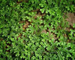 Image result for Selaginellaceae