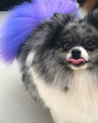 In fact, a spitz with a straight tail is permissible from the standard, but the norm is a tight bagel, but a groomer can easily create the illusion of a tail which lies flat, they slick back the tail hair and secure it with a spray. Opawz Opawz Semi Permanent Pet Hair Dye Is Formulated Facebook