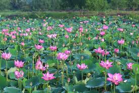 Image result for Lotus