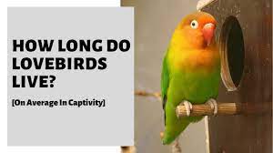 How Long Do Lovebirds Live On Average In Captivity Pet Educate