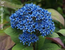 Image result for Hyparrhenia dichroa