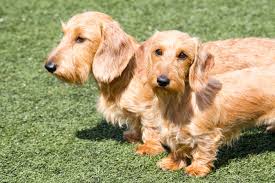 Image result for jezevčík drsnosrstý