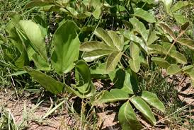 Image result for Lannea edulis