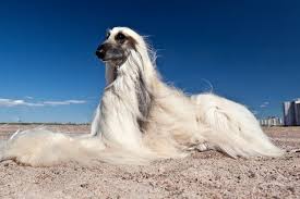 Sighthound & pariah dog group. Afghan Hound Dog Breed Info Pictures Care Temperament Traits Pet Keen
