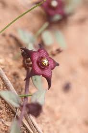 Image result for Brachystelma