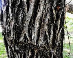 Image result for Lecaniodiscus fraxinifolius