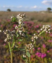 Image result for Corrigiola