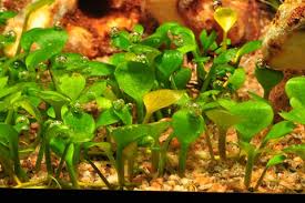 Image result for Marsilea vera