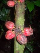 Image result for isolona