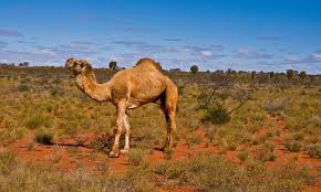 I suppose the reason is that camel meat is not quite the staple food of the average englishman or i've never seen camel meat for sale although i suppose you could buy it in specialist shops in central. Camel Meat From The Australian Outback To The American Midwest Food Tank