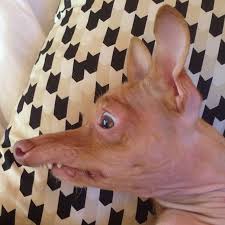 See more ideas about tuna dog, phteven, bones funny. Tuna The Abandonded Puppy Becomes Adorable Internet Sensation Bored Panda