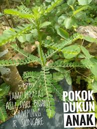 Kelebihan herba dukung anak ini mendorong penyelidik mardi untuk melakukan kajian secara mendalam. Khasiat Kebaikkan Daun Jamu Perapat Asli Herbs Facebook
