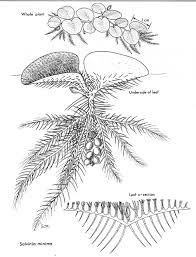 Floating plants like salvinia, duckweed. Center For Aquatic And Invasive Plants University Of Florida Ifas