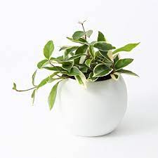 pin by khokha on design plants garden pot