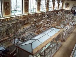 Museum National D Histoire Naturelle Musee Histoire Naturelle Paris Museum National D Histoire Naturelle Et Musee Histoire Naturelle
