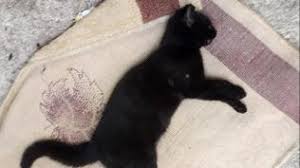 Kedi Haberleri Star