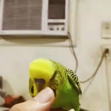 بسم الله ماشاء الله للبيع بادجي متكلم مكس هولندي انجليزي حجم وكلام وهدد وهادي ولعوب العمر ٧ شهور الكلام بوسه حبيب السلام عليكم اللهم Instagram Posts Instagram