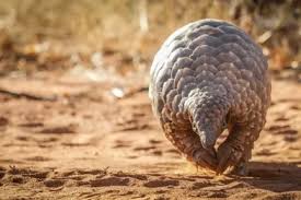 Prices for pangolins have also increased astronomically: Pangolin Facts For Kids Interesting Facts About Pangolins
