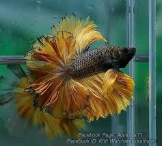 Item Fwbettashm1430941596 S K Y H A W K 8 9 4 3 Ends Wed May 6 2015 02 46 36 Pm Cdt Betta Fish Pet Fish Betta