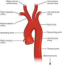 Not only do blood vessels carry oxygen and nutrients, they also transport carbon dioxide and waste products away from our cells. This Diagram Shows The Aorta And The Major Parts Are Labeled Arteries Anatomy Physiology Abdominal Aorta