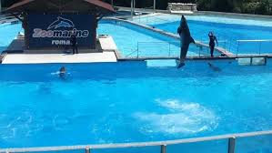 Nuotare con i delfini è un'esperienza indimenticabile, di quelle che capitano una volta nella vita e non si scordano più. Offerta Agosto A Pomezia Vicino Al Parco Acquatico Zoomarine Soggiorno Con Colazione E Ingresso A Cinecitta World