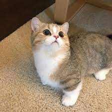 simba the munchkin on instagram where is my neck fridaynight munchkins munchkin munchkinstars m munchkin cat munchkin kitten kittens and puppies