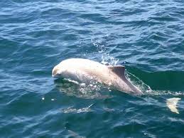 Examples from the internet (not verified by pons editors) wale in watt und weltmeer. Ein Weisser Schweinswal In Der Ostsee