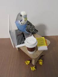 Monday Motivation In 2020 Funny Parrots Funny Birds Cute Baby Animals