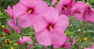 Image result for Hibiscus mechowii