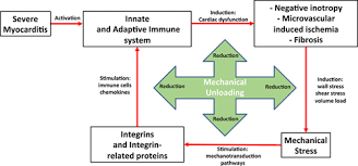 Symptoms can include shortness of breath, chest pain, decreased ability to exercise, and an irregular heartbeat. Management Of Myocarditis Related Cardiomyopathy In Adults Circulation Research