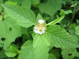 Image result for Melochia corchorifolia