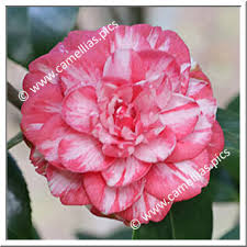 A final possibility on this flower, red stripes. Camellias Pics Camellia Nomenclature