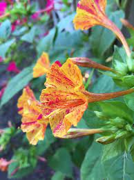 Pin On Flower Photo