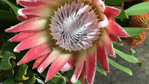 Check spelling or type a new query. About Us Wholesale Florist Denver Co M M Cut Flora