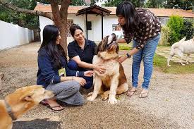 We match your pets to trusted local pet boarding, grooming and dog walking services in singapore instantly. Check Out These Pet Sitters In Bangalore Lbb Bangalore