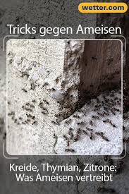 Kreide Thymian Zitrone Was Ameisen Vertreibt Ameisen Vertreiben Ameisen Ameisen In Der Wohnung