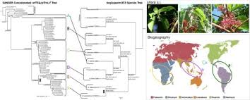 Image result for Scepocarpus hypselodendron
