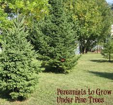 Perennials To Grow Under Pine Trees Organic Gardening Catalogue Perennials Garden Trees