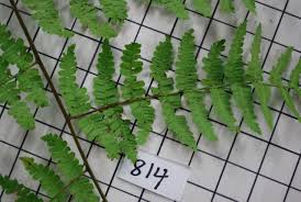 Image result for Hypolepis