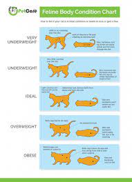 Ideal Cat Weight What S Right For Your Cat To Be Healthy
